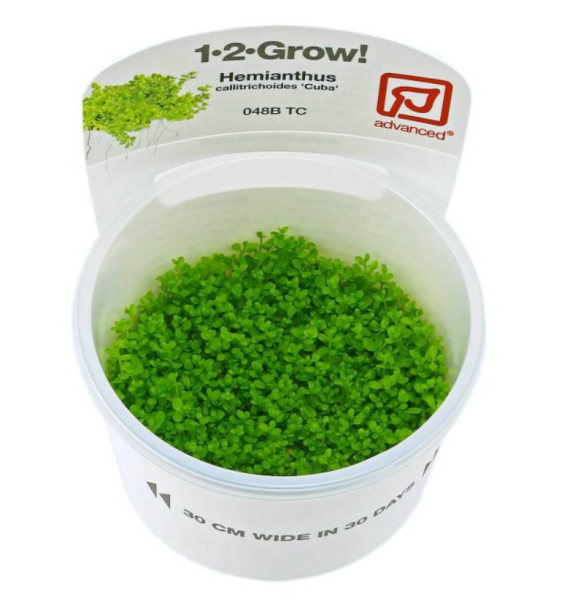 Хемиантус Каллитрихоидес "Куба" (Hemianthus Callitrichoides "Cuba") 6-10 штук
