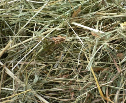 Сено луговое для грызунов "Бонифаций" 500 гр