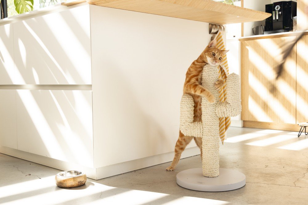 Когтеточка CACTUS DESIGNED BY LOTTE