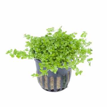 Хемиантус микрантемоидес (Hemianthus micranthemoides) 6-10 штук