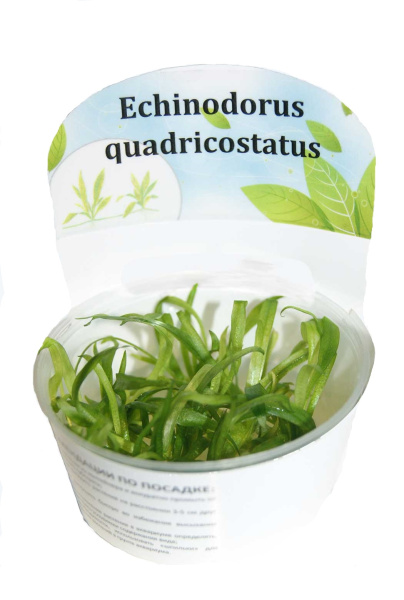Эхинодорус Квадрикостатус (Echinodorus quadricostatus) 6-10 штук