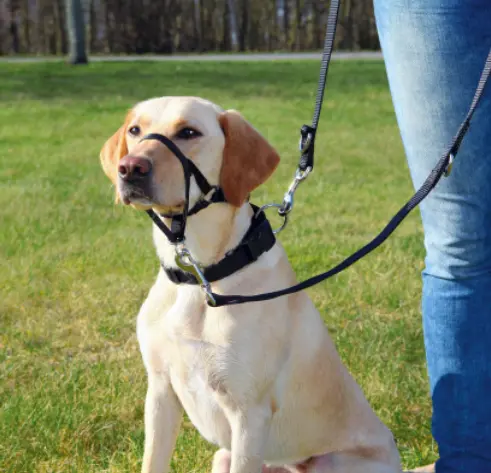 Шлея для дрессировки собак TRIXIE "Top Trainer Training Harness"