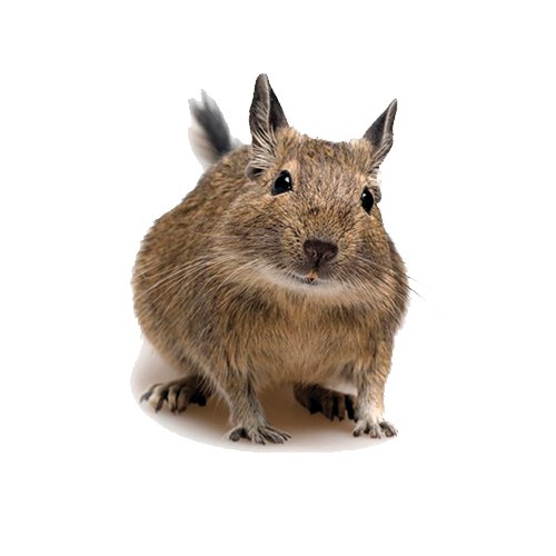 Как выбрать клетку для дегу, правила ухода и рацион.