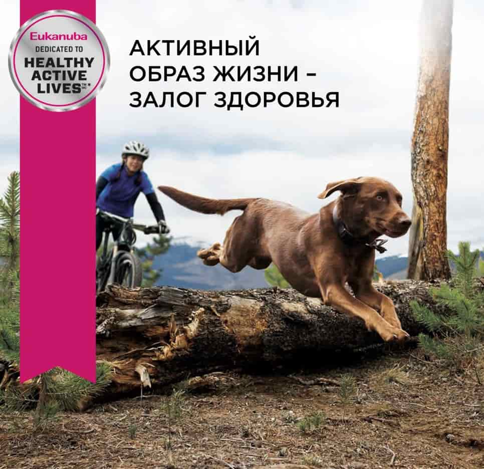 Питание для крупных пород собак Сухой корм для собак Eukanuba Adult Large Breed (птица)