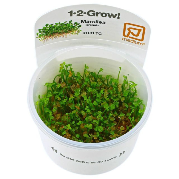 Марсилия крената (Marsilea crenata)