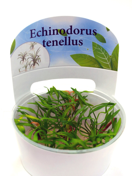 Эхинодорус Тенеллюс (Echinodorus Tenellus) 6-10 штук