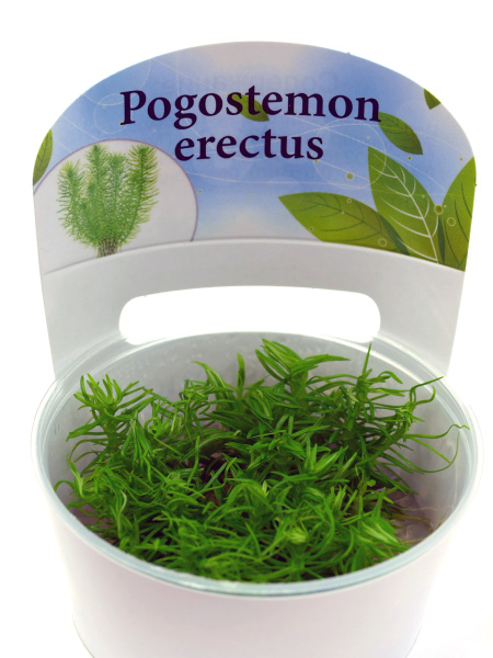 Погостемон Эректус (Pogostemon Erectus)