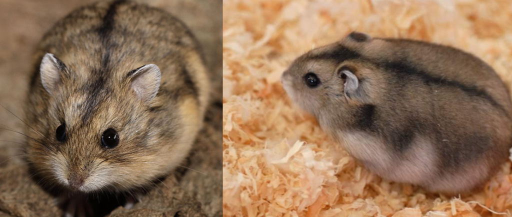 хомяк Кэмпбелла