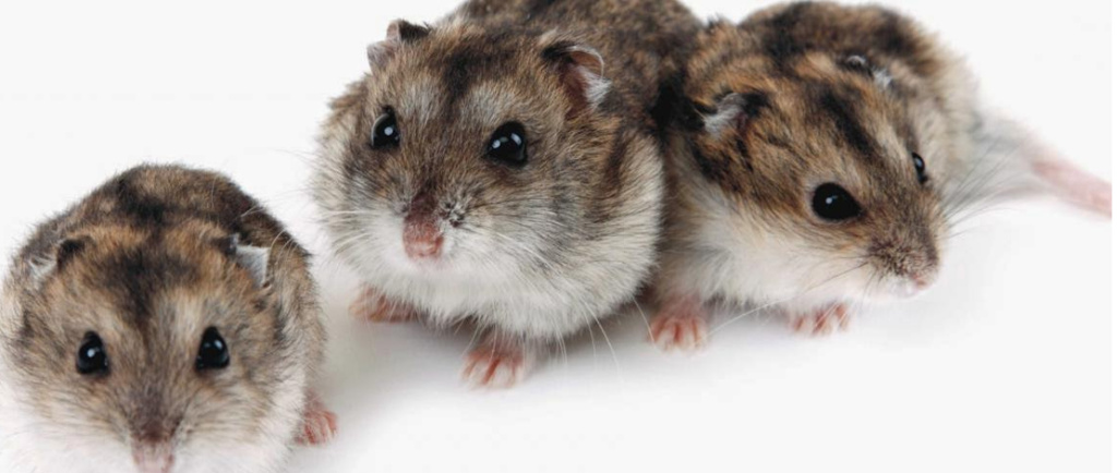 джунгарский хомяк