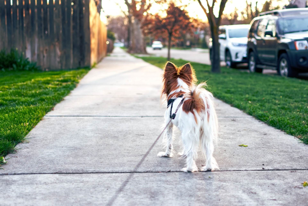поводок для собаки на прогулку