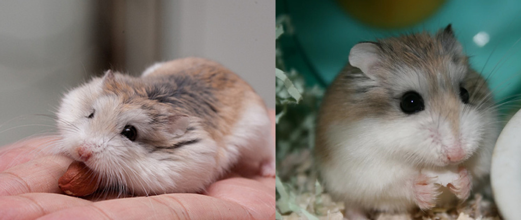 хомяк Роборовского