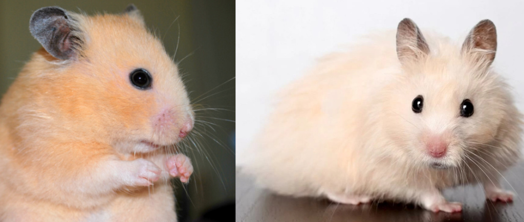 сирийский хомяк