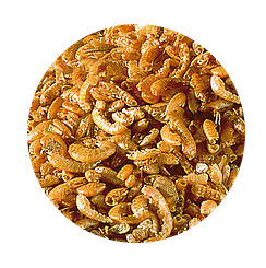 sera раффи I (sera Raffy I) _ sera - Google Chrome 2019-09-20 11.34.19.png