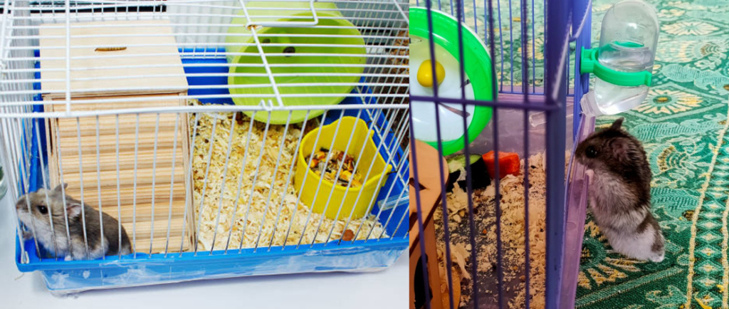 что должно быть в клетке хомяка