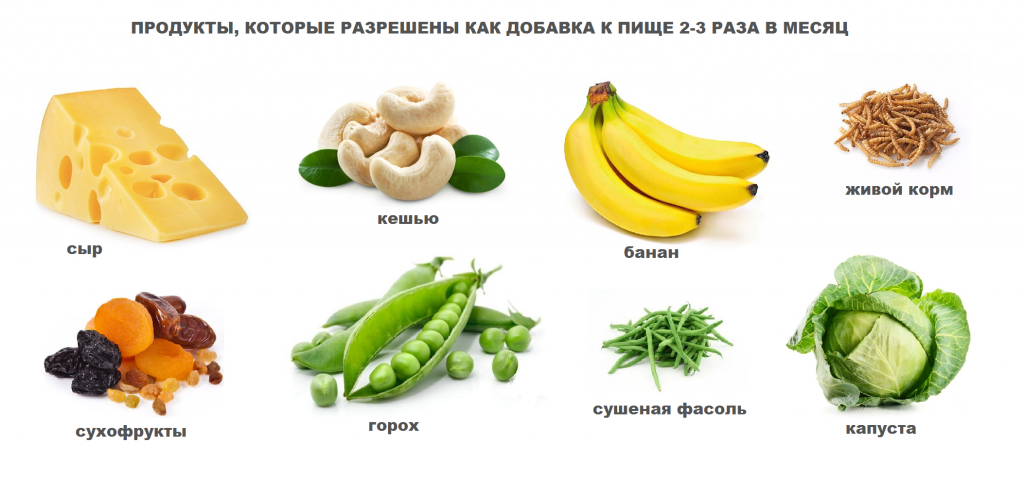 фото продукты для хомяков